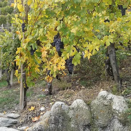 Roncaiola Tirano
