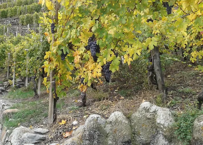 Roncaiola Tirano
