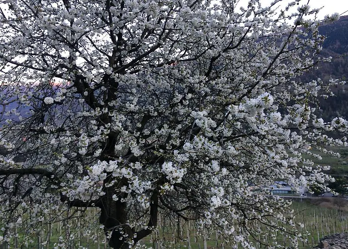 Roncaiola * Tirano